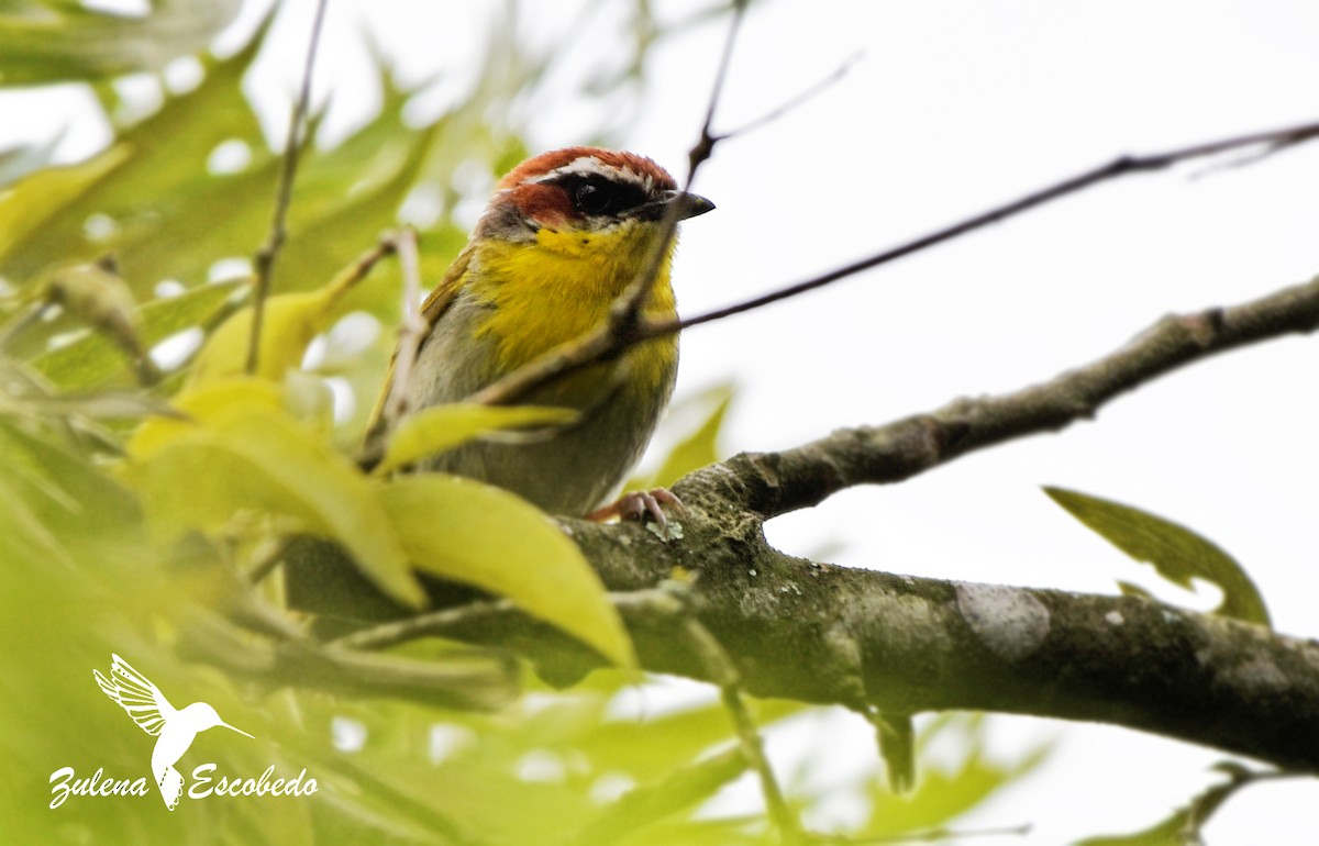Rufous-capped Warbler (rufifrons Group) - ML362496391
