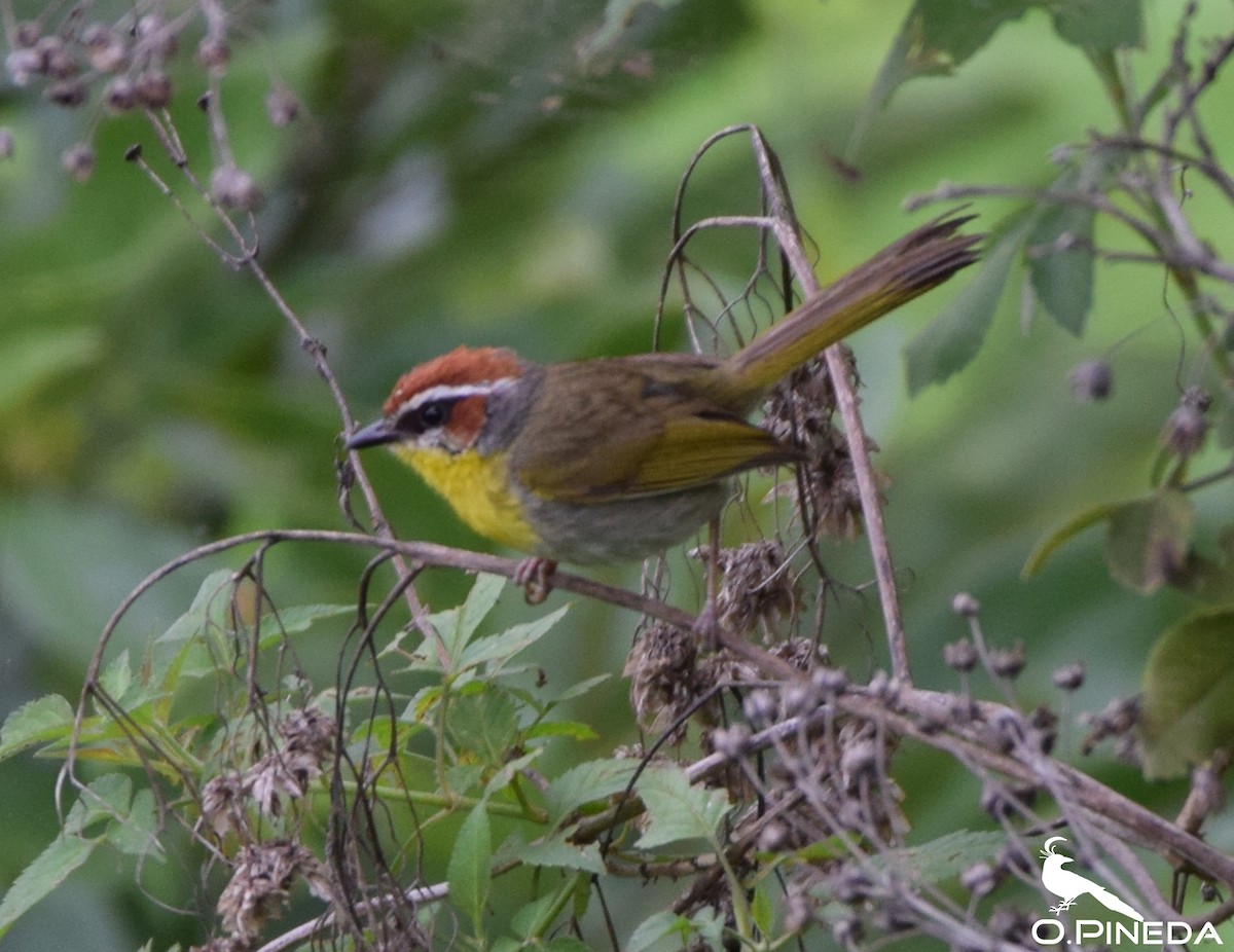 Rufous-capped Warbler (rufifrons Group) - ML362496421