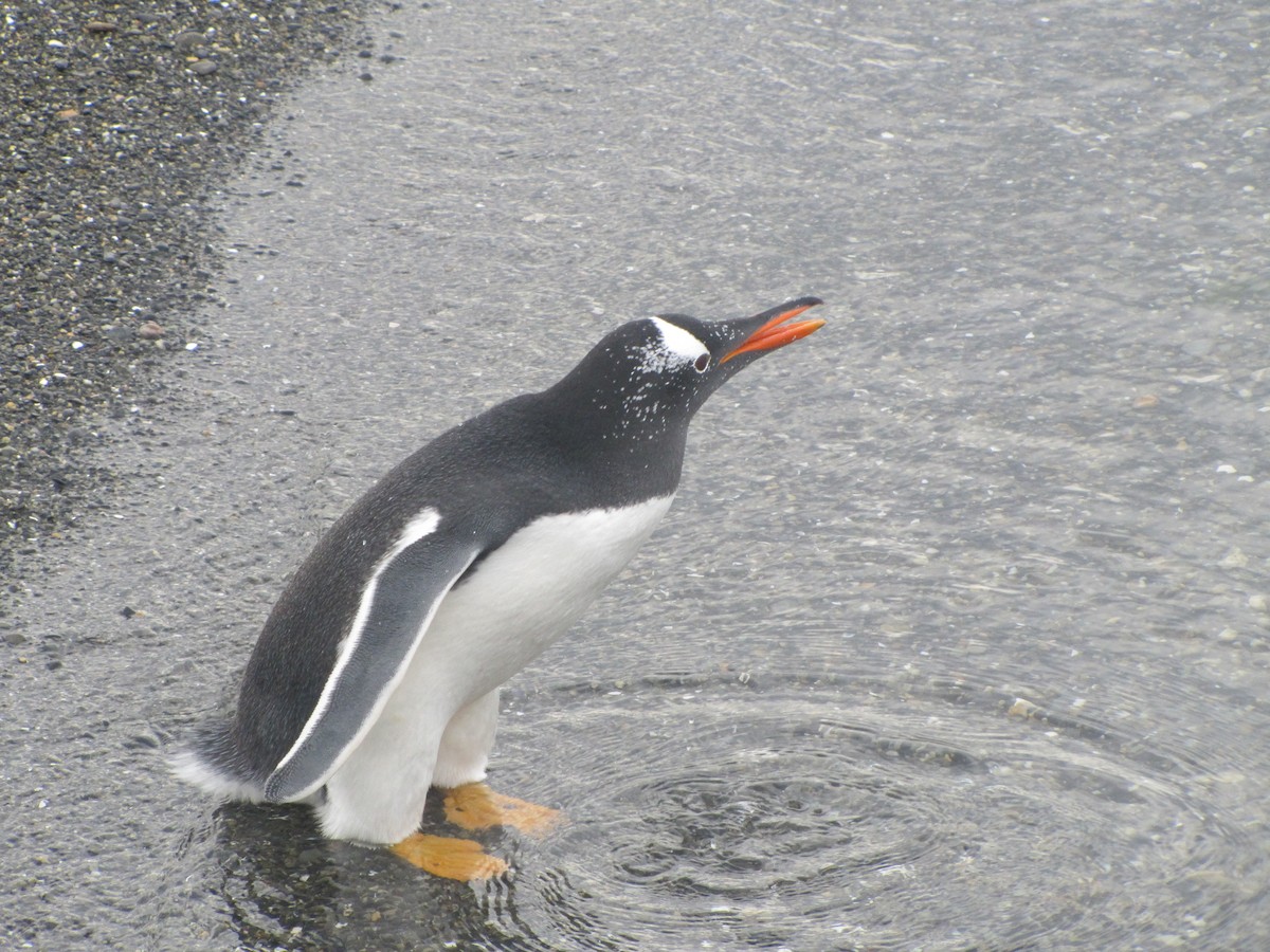 Ослиный пингвин - ML362496481