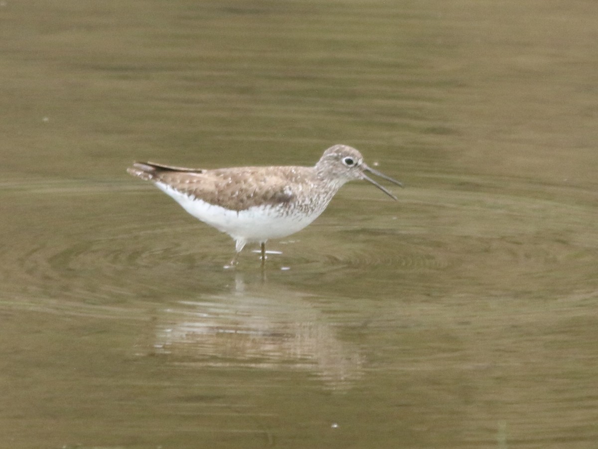 Solitary Sandpiper - Norman Erthal