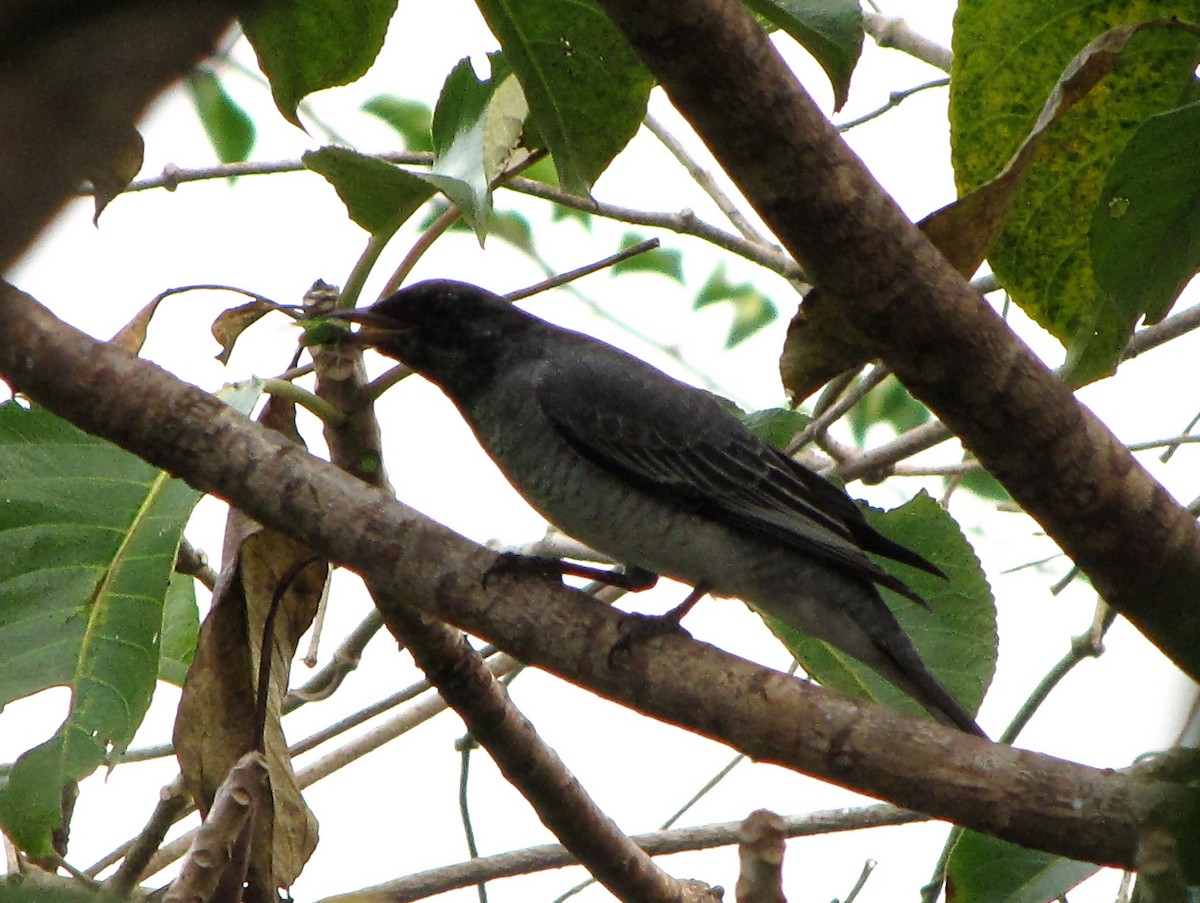 Black-headed Cuckooshrike - Ramit Singal