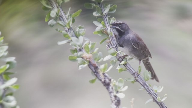 Five-striped Sparrow - ML362498051