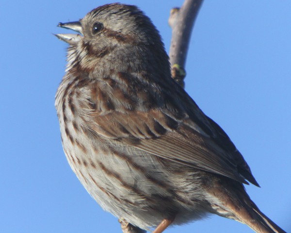 Song Sparrow - ML36249841