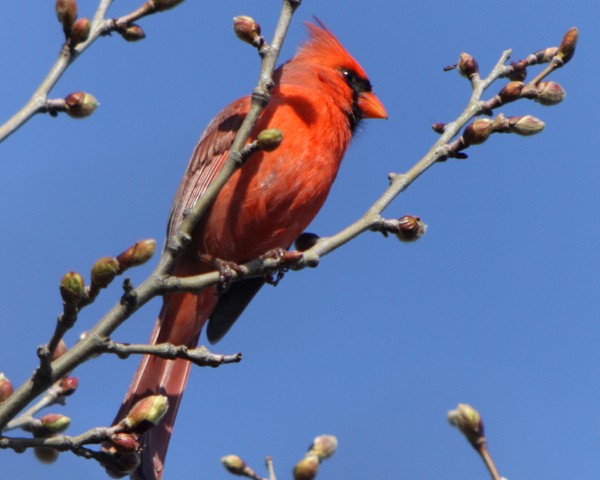 Northern Cardinal - ML36249861