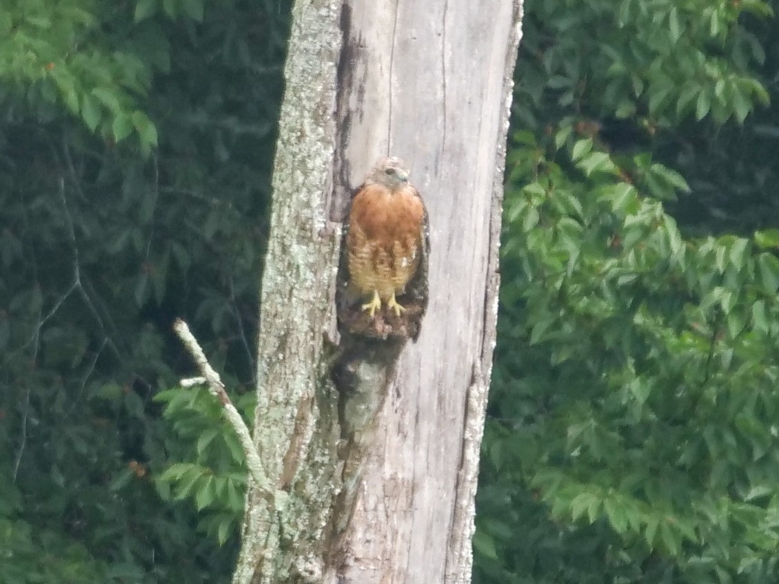 Red-shouldered Hawk - Roger Horn