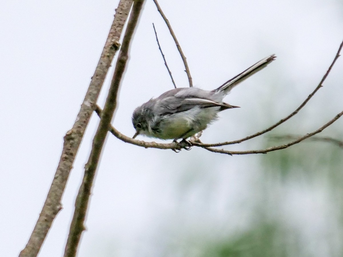 Gökrengi Bitkuşu (caerulea) - ML362499671