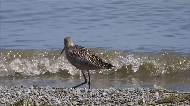 Marbled Godwit - ML362500491