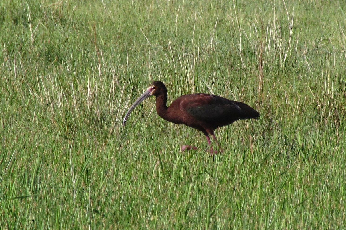 ibis americký - ML362500721