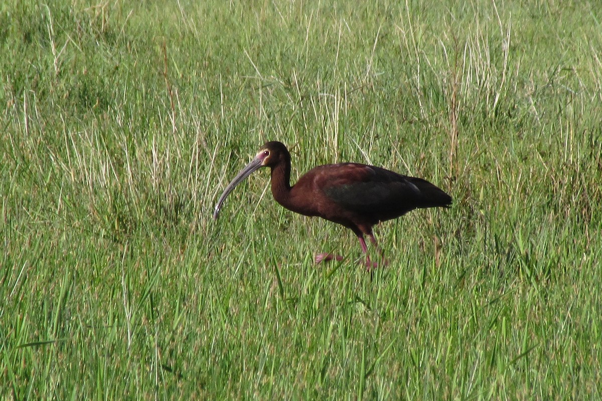 White-faced Ibis - ML362500721