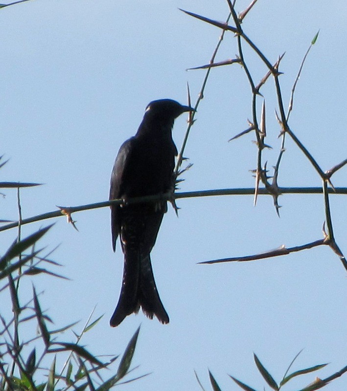 Fork-tailed Drongo-Cuckoo - ML36250201