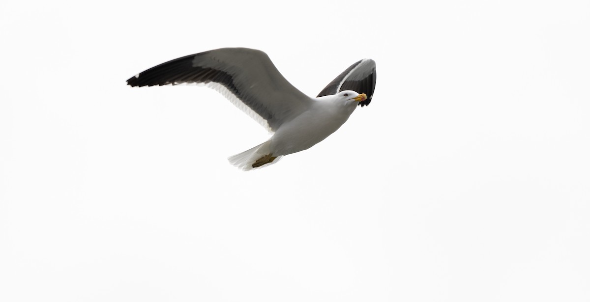 Kelp Gull - ML362502291