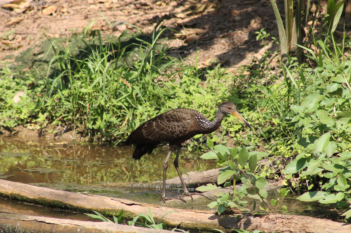 Limpkin - ML362502581