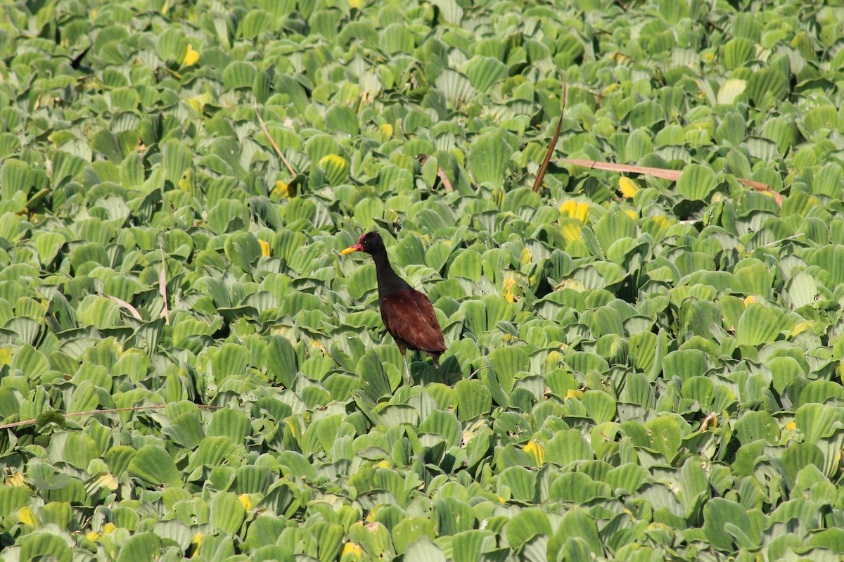 Wattled Jacana - ML362502761