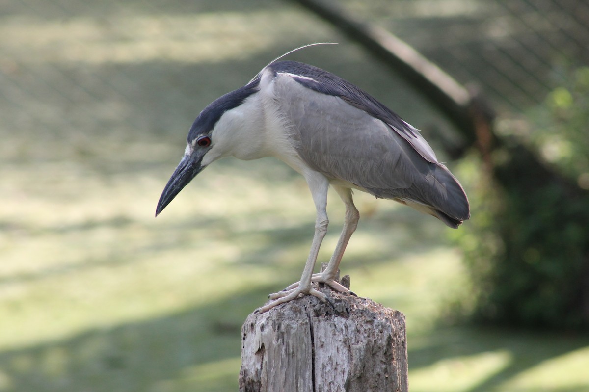 Black-crowned Night Heron - ML362503301