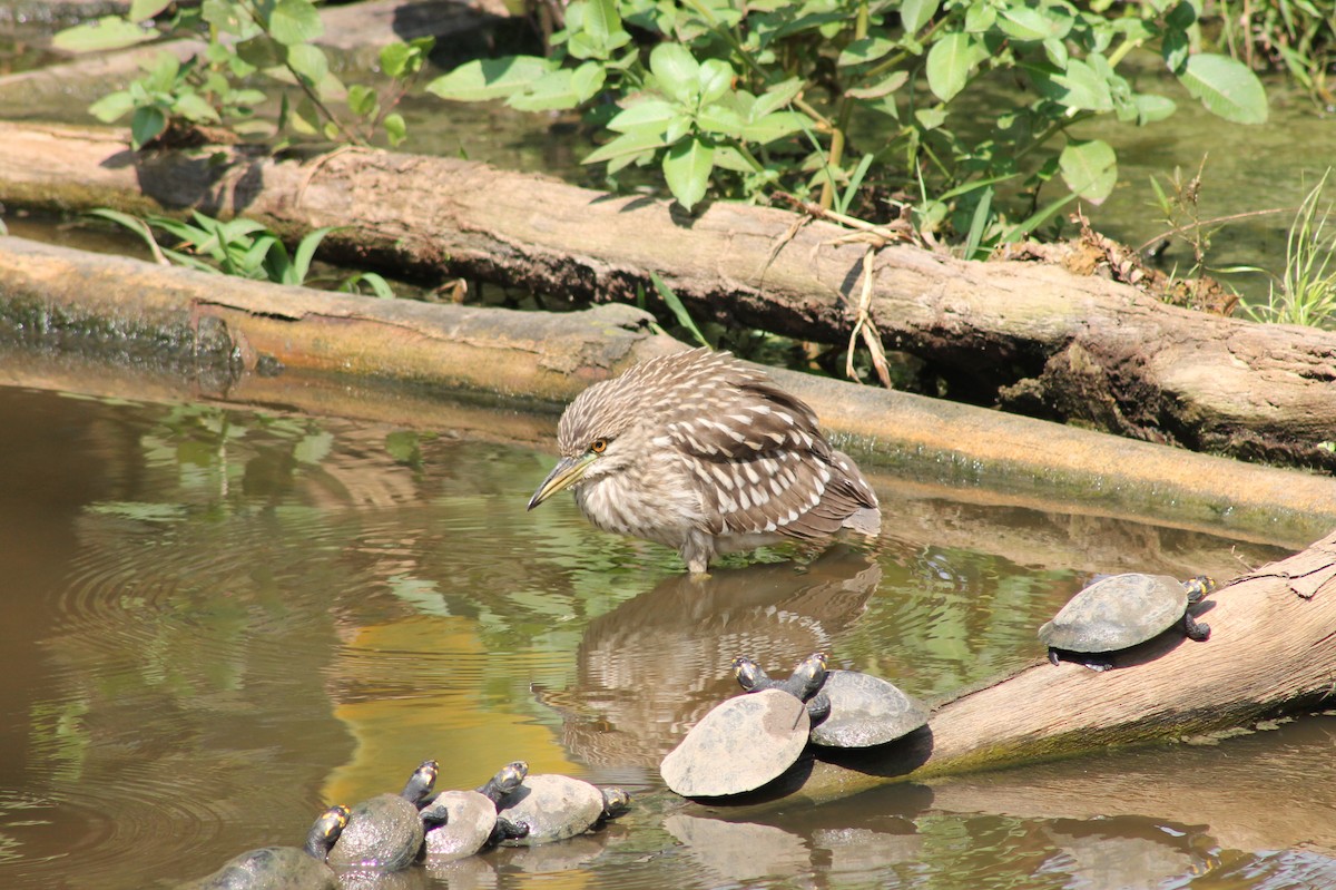 Black-crowned Night Heron - ML362503331