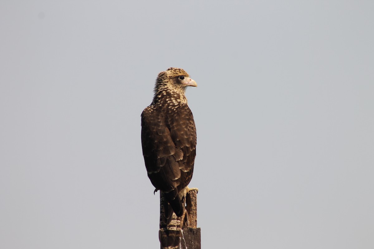 Yellow-headed Caracara - ML362503441