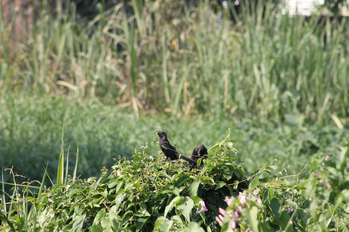 Smooth-billed Ani - ML362503891