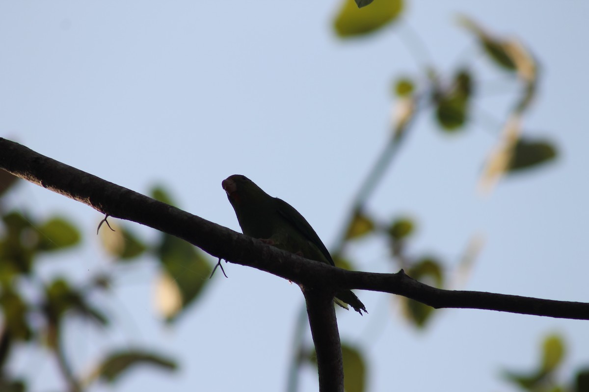 Cobalt-winged Parakeet - ML362504061