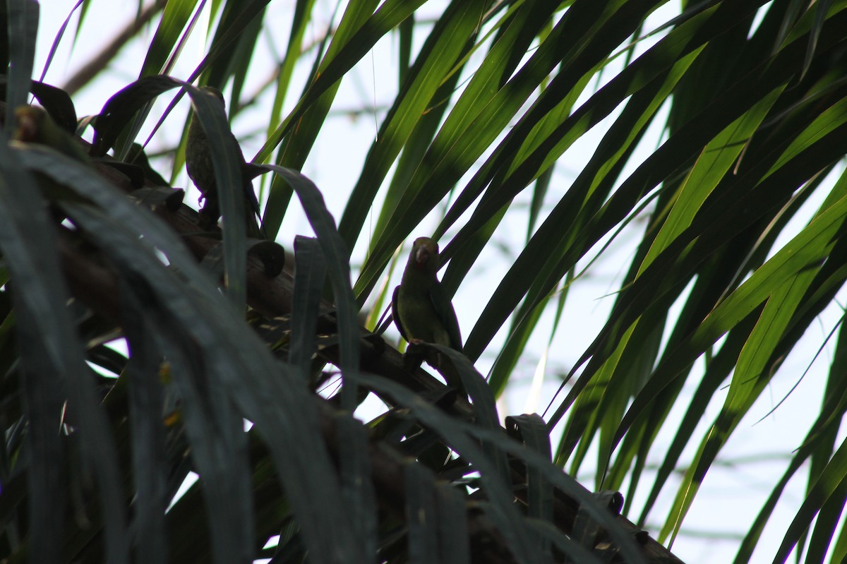 Cobalt-winged Parakeet - ML362504081