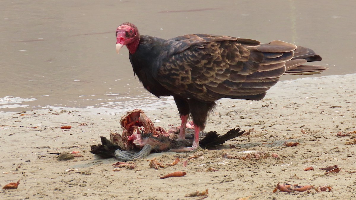 Turkey Vulture - Petra Clayton