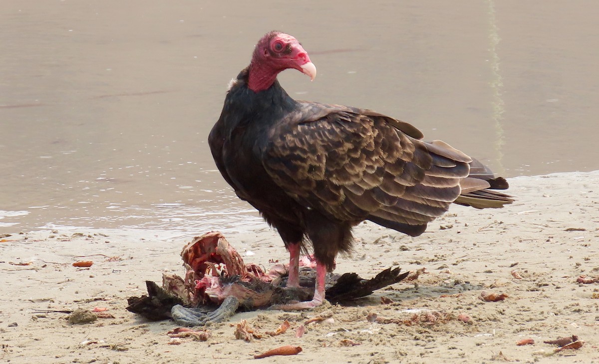 Turkey Vulture - Petra Clayton