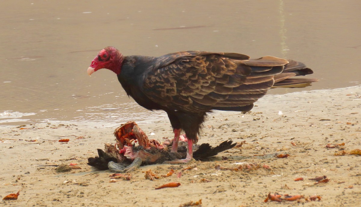 Turkey Vulture - ML362504681