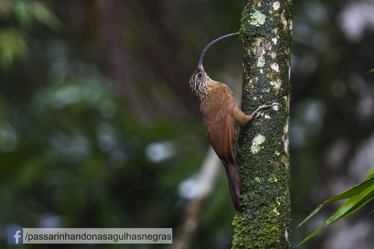 Black-billed Scythebill - ML36250531