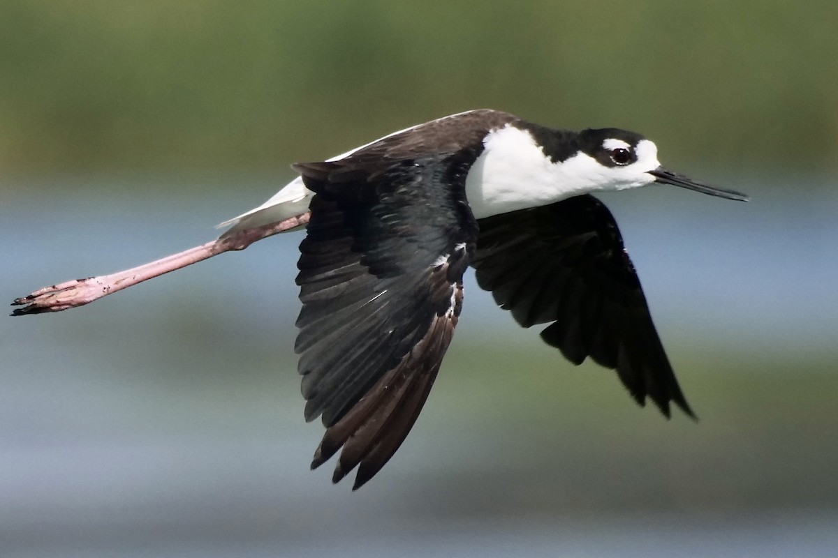 Black-necked Stilt - Jeff Osborne