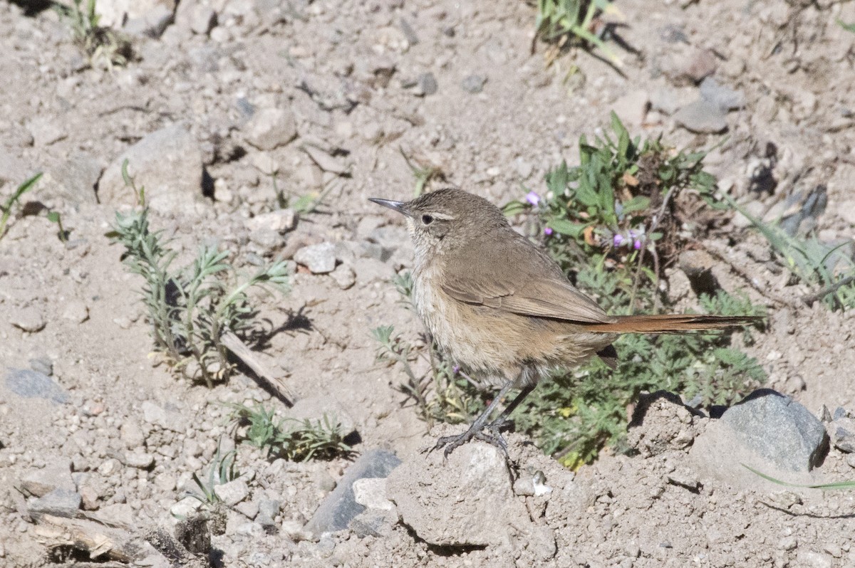 Cordilleran Canastero - ML362507061