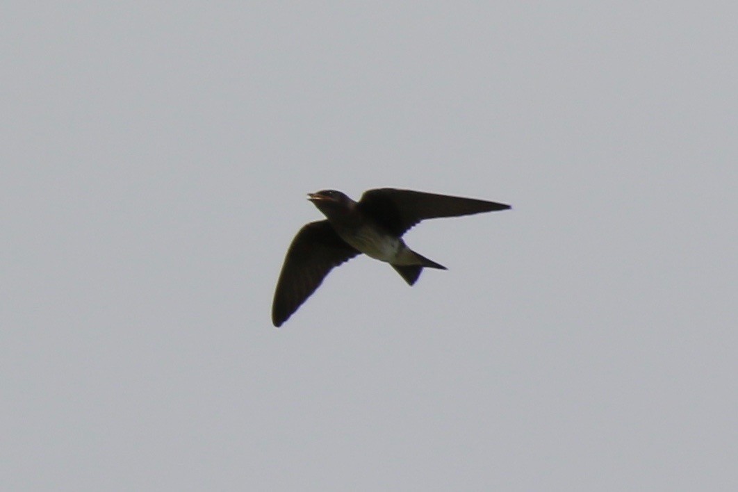 Purple Martin - ML362507081