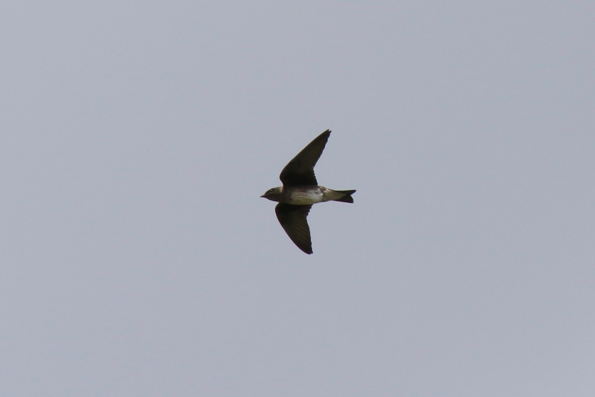 Golondrina Purpúrea - ML362507091