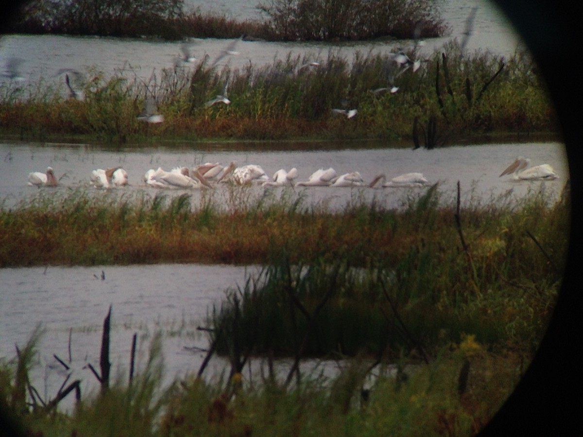 pelikán severoamerický - ML36250791