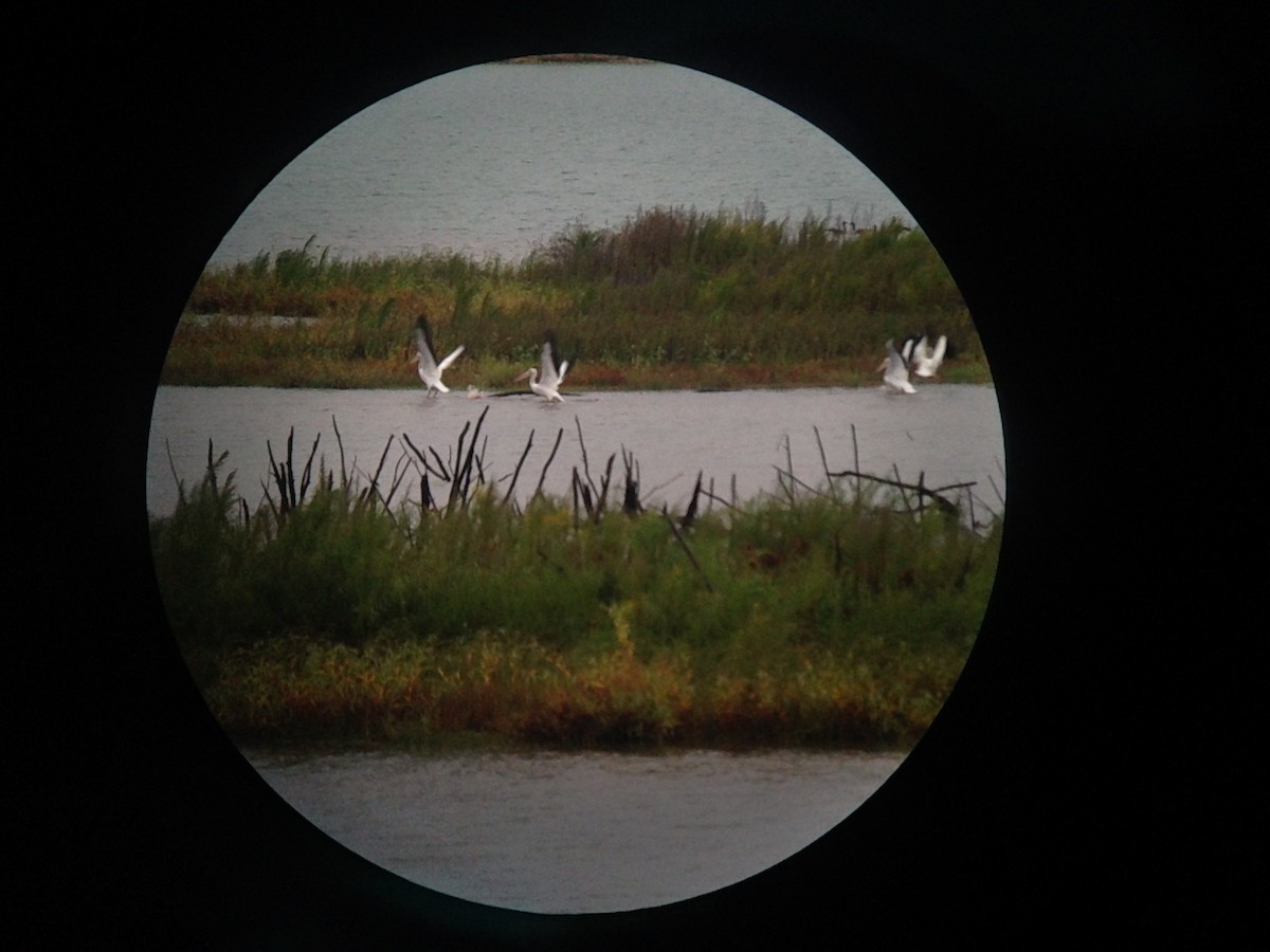 pelikán severoamerický - ML36250801