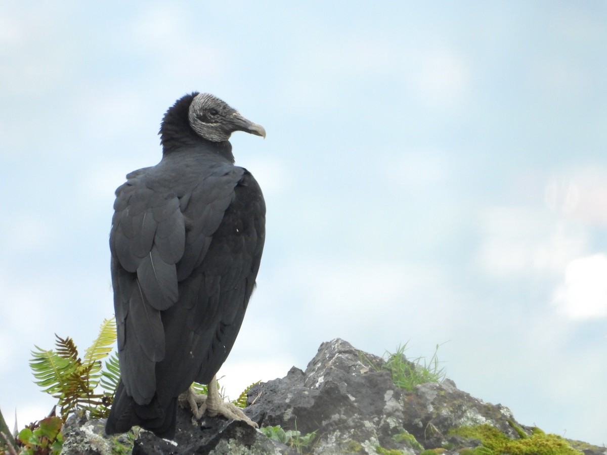 Black Vulture - Isain Contreras