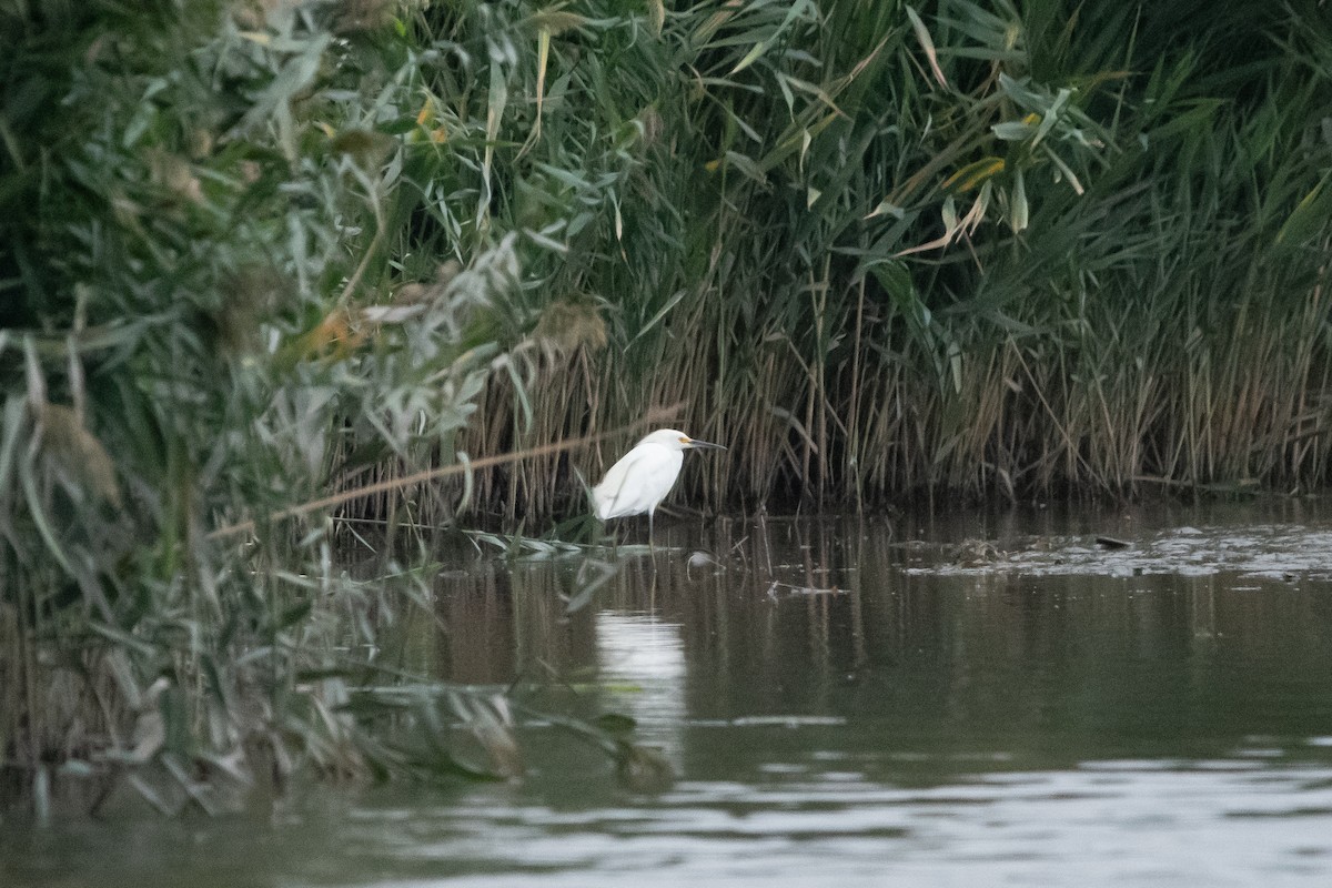 Snowy Egret - David Olsen