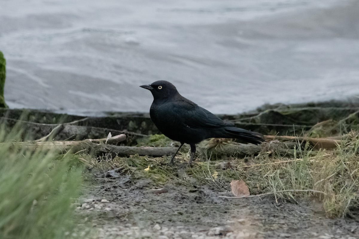 Brewer's Blackbird - ML362511861