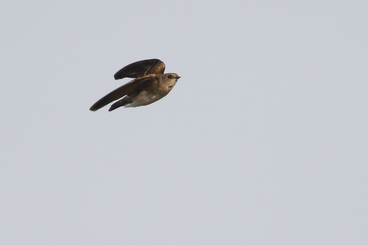 Northern Rough-winged Swallow - ML362512241