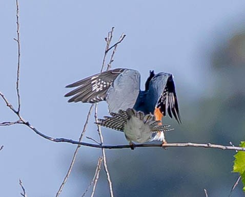 Belted Kingfisher - Robert Bochenek