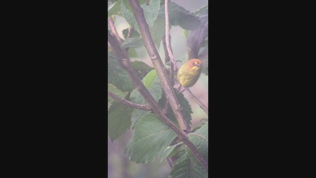 Fulvous-headed Brushfinch - ML362514501