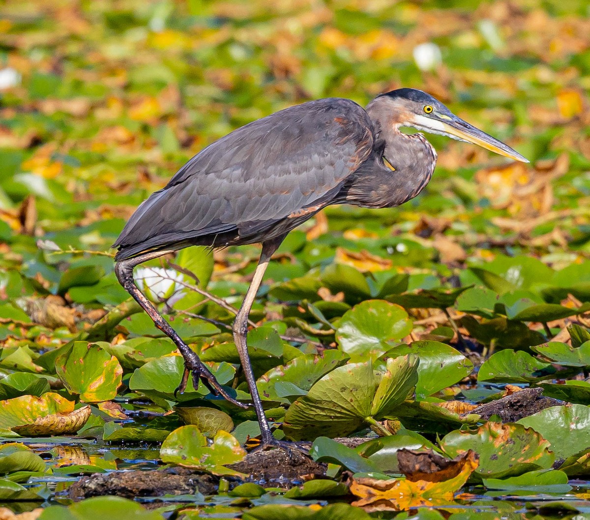 Great Blue Heron - Robert Bochenek