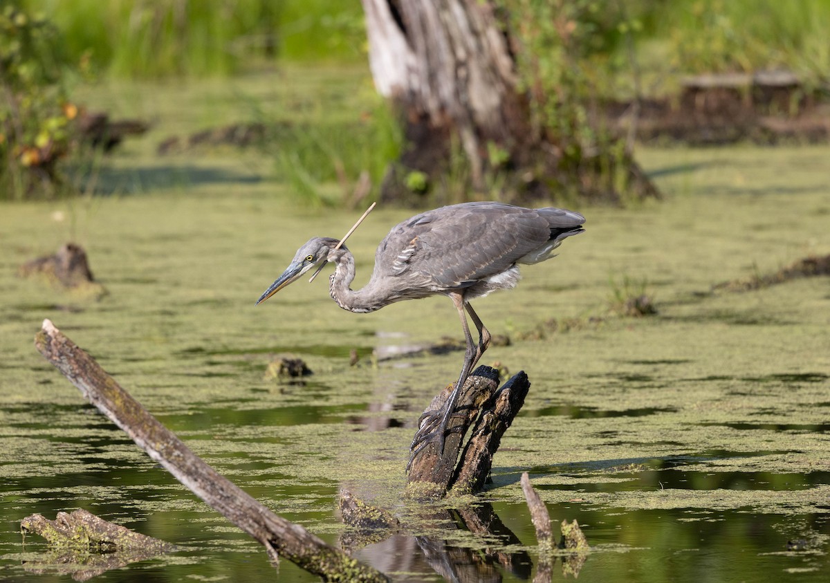 Great Blue Heron - Robert Bochenek