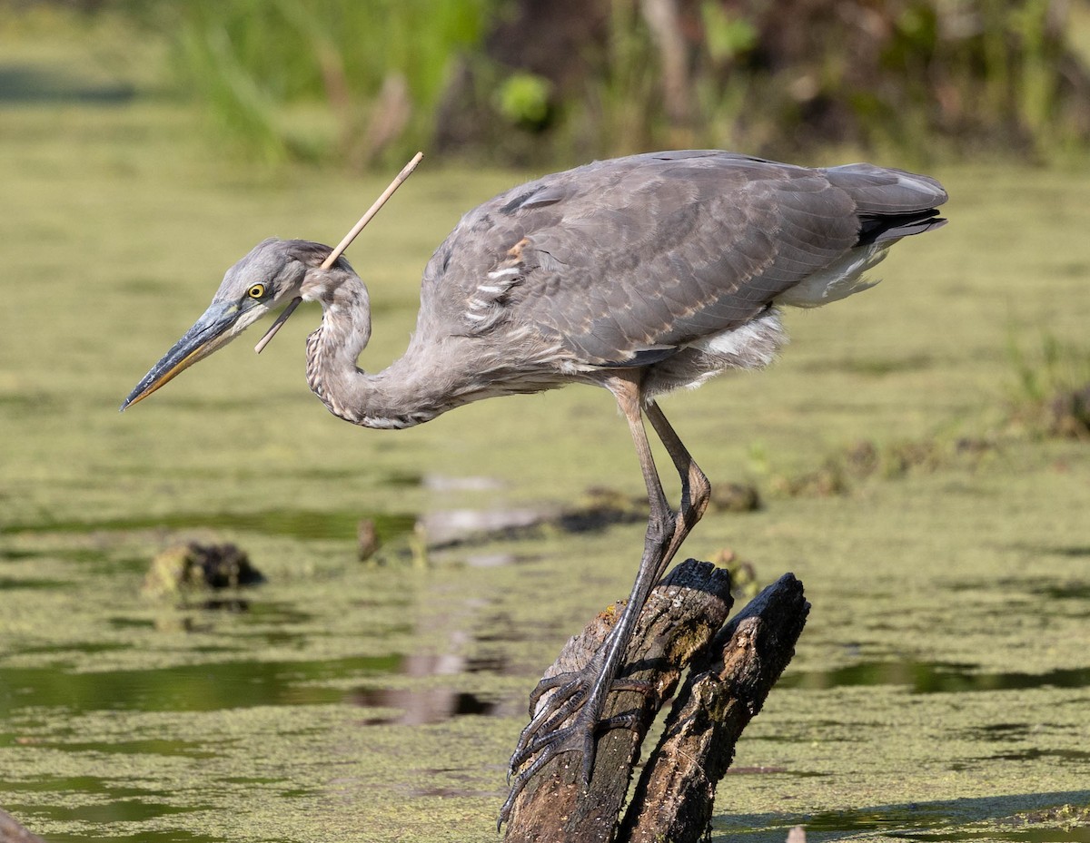 Great Blue Heron - Robert Bochenek