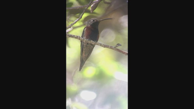 Wedge-tailed Hillstar - ML362515151