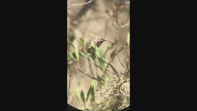 Colibri adèle - ML362515171