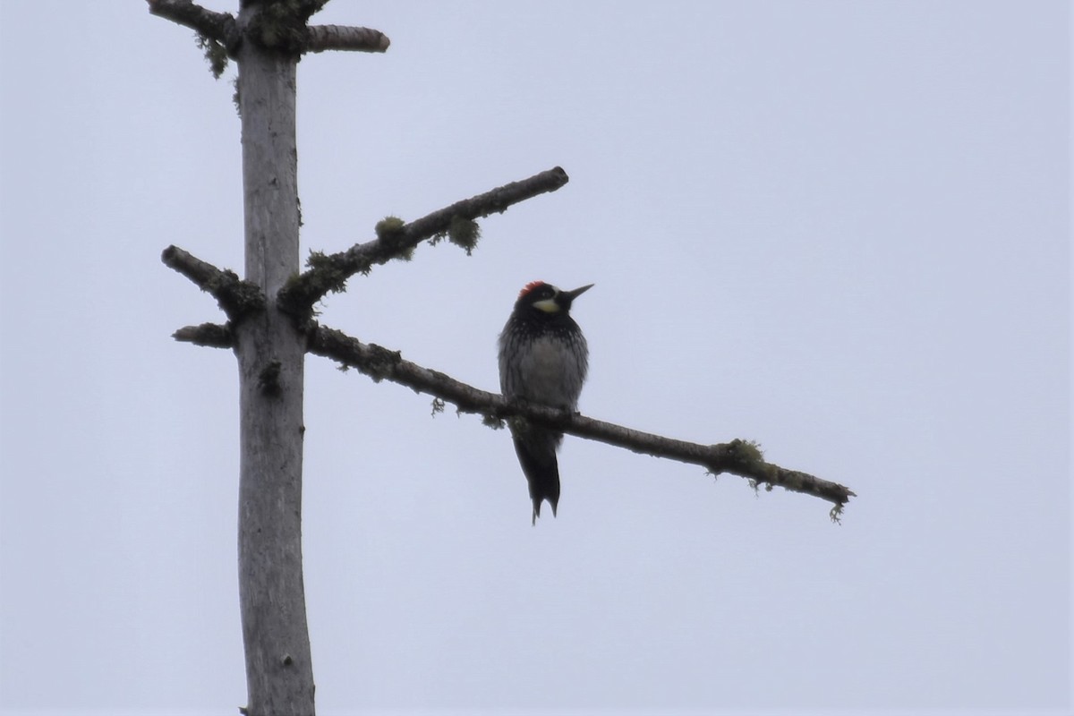Acorn Woodpecker - Timothy Leque