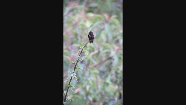 kolibřík černokápý - ML362516601