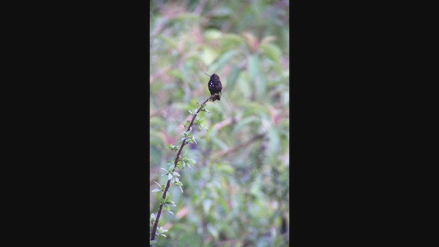 Colibrí Negrito - ML362516601