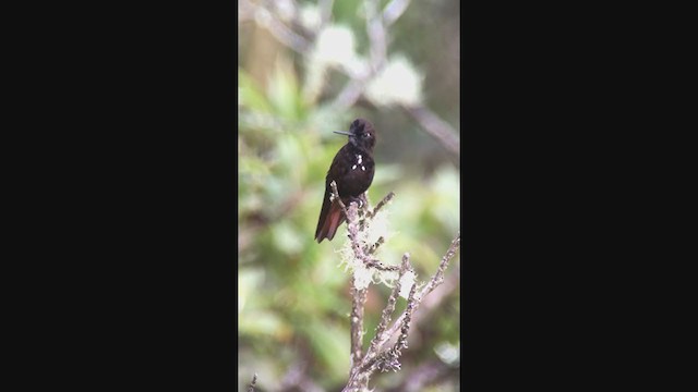 kolibřík černokápý - ML362516631