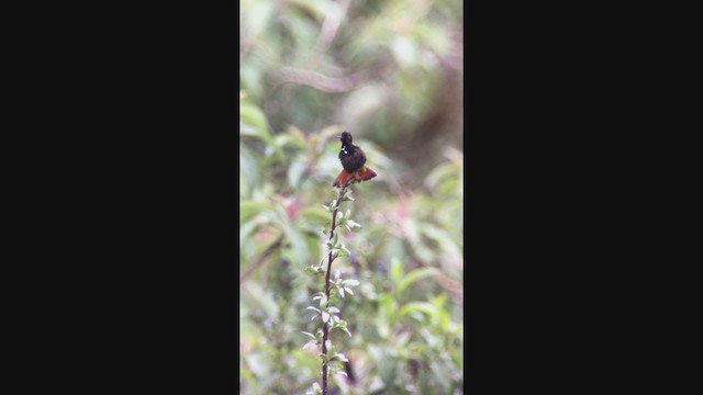 Colibrí Negrito - ML362516641