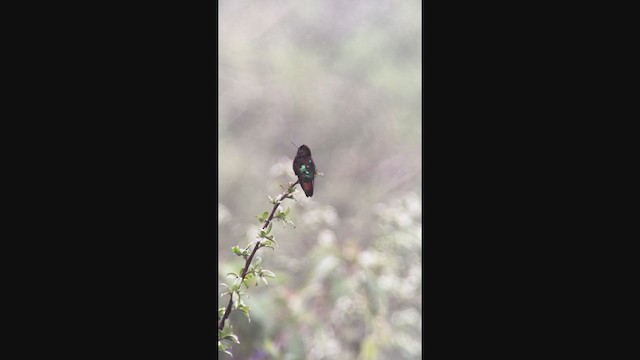 kolibřík černokápý - ML362516781